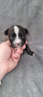 Yorkie frenchie puppies