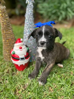 Yorkshire terrier mix puppies