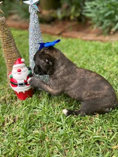 Yorkshire terrier mix puppies