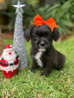 Yorkshire terrier mix puppies