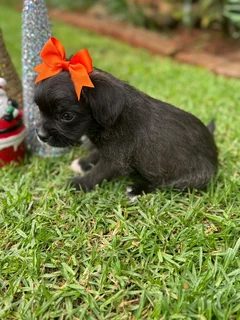 Yorkshire terrier mix puppies