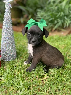 Yorkshire terrier mix puppies