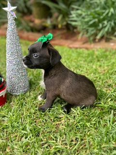 Yorkshire terrier mix puppies