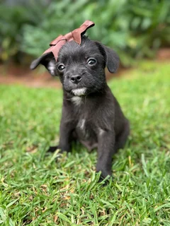 Yorkshire terrier mix puppies