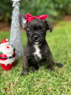 Yorkshire terrier mix puppies