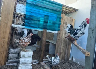 Bosvelder Chickens