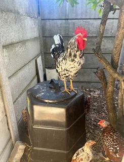Bosvelder Chickens