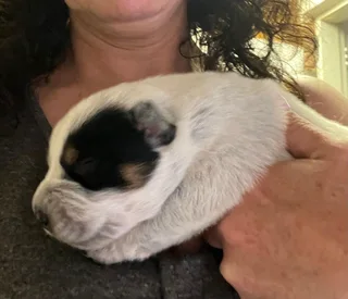 Australian Cattle Pups