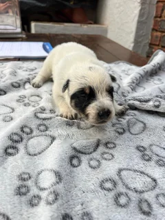 Australian Cattle Puppies