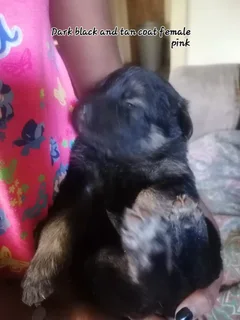 Pup - Ad posted by Chane Barnard