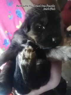 Pup - Ad posted by Chane Barnard