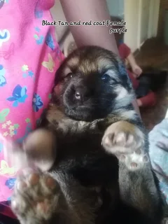 Pup - Ad posted by Chane Barnard