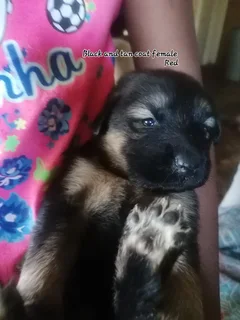 Pup - Ad posted by Chane Barnard