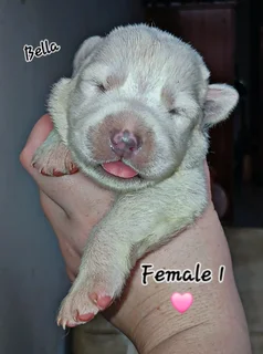 Pupp - Ad posted by Chane Barnard