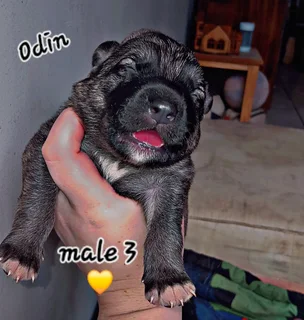 Pupp - Ad posted by Chane Barnard