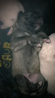 Pupp - Ad posted by Chane Barnard