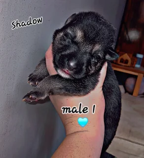 Pupp - Ad posted by Chane Barnard