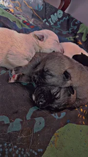 Pupp - Ad posted by Chane Barnard