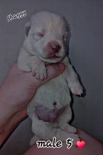 Pupp - Ad posted by Chane Barnard