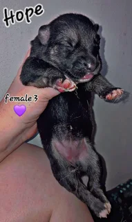 Pupp - Ad posted by Chane Barnard