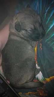 Pupp - Ad posted by Chane Barnard