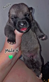 Pupp - Ad posted by Chane Barnard