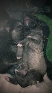 Pupp - Ad posted by Chane Barnard