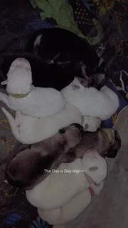 Pupp - Ad posted by Chane Barnard