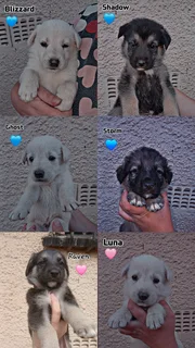 German shepherd puppies