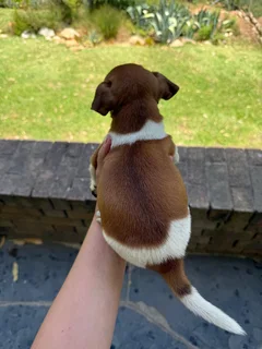 Jack russell puppies