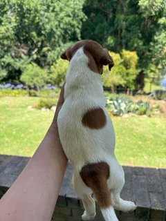 Jack russell puppies