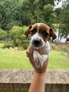 Jack russell puppies