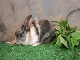 Rabbit babies