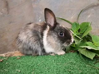 Rabbit babies