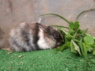 Rabbit babies