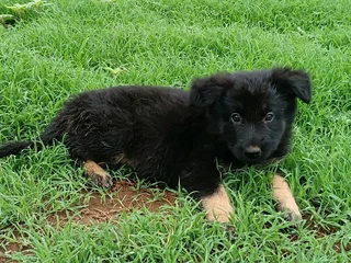German shepherd puppies