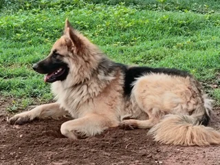 German shepherd puppies
