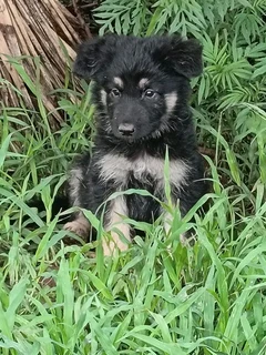 German shepherd puppies