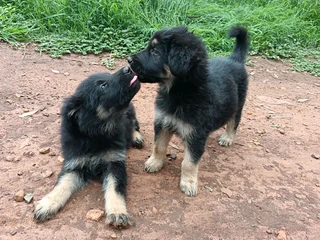 German shepherd puppies