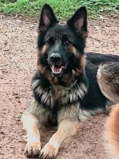 German shepherd puppies