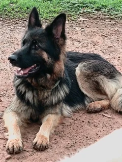 German shepherd puppies