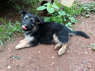 German shepherd puppies