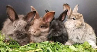 English angora rabbits