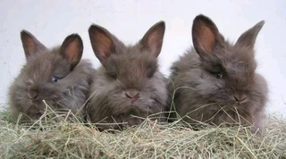 English angora rabbits