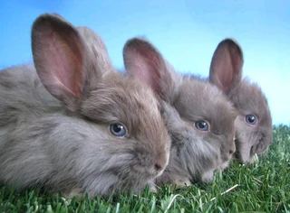 English angora rabbits