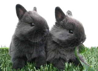 Pure bred rabbits