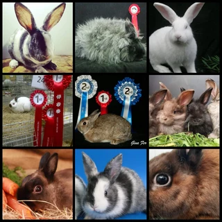 Pure bred rabbits