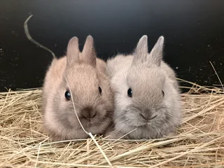 Netherland dwarf rabbits