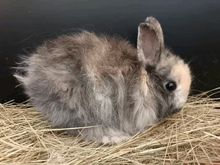 jersey wooly rabbits