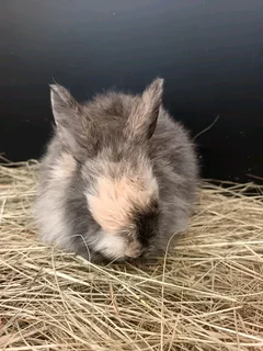 jersey wooly rabbits
